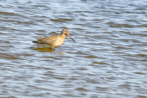 iNaturalist image