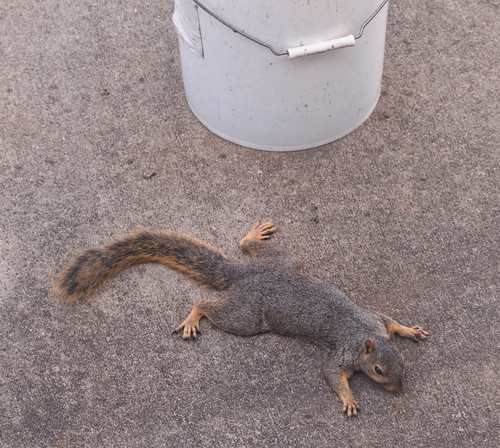 Eastern Fox Squirrel
