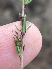 Wahlenbergia unidentata