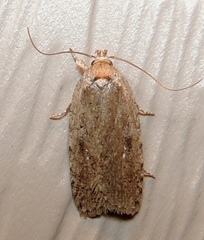 Agonopterix argillacea