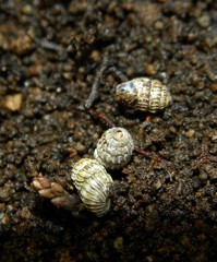 Leiostyla calathiscus