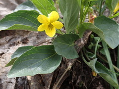 Viola praemorsa