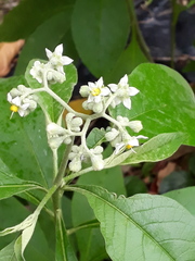 Solanum bicolor