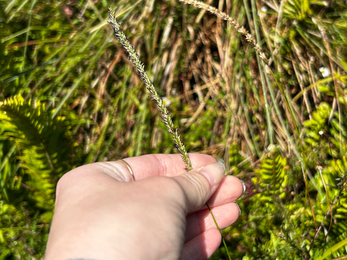 Sacciolepis indica, 2026-08-29