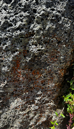 Trentepohlia aurea, 2026-08-29