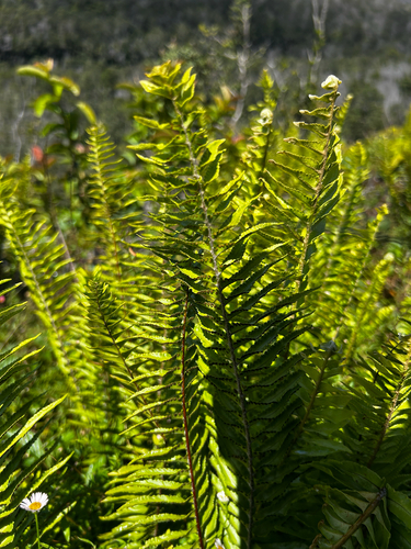 Nephrolepis brownii observed 2026-08-29