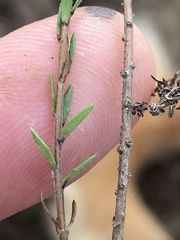 Wahlenbergia unidentata