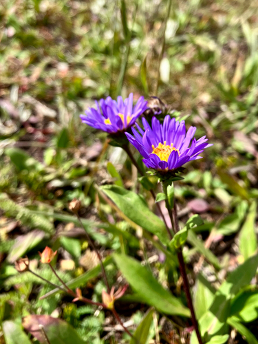 Symphyotrichum foliaceum observed 2026-09-09