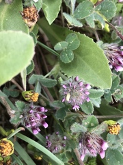 Trifolium macraei