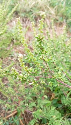 common ragweed