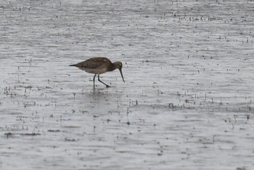 iNaturalist image