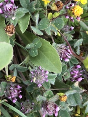 Trifolium macraei