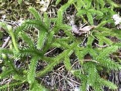 Lycopodiales