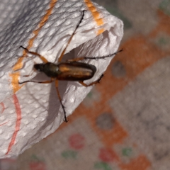 Macrodactylus solisi