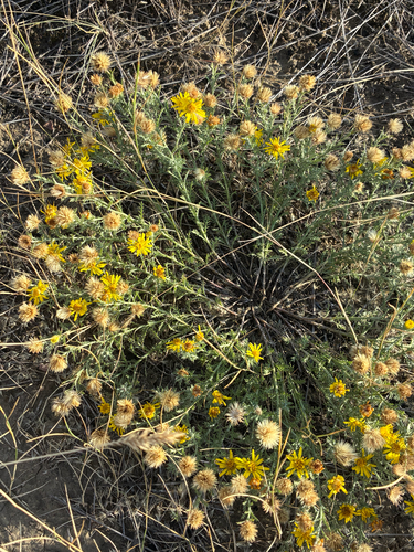 Cut-leaf Ironplant