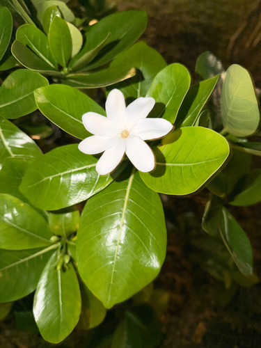 Gardenia taitensis observed 2026-09-09