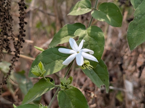 Jasminum elongatum observed 2026-09-09