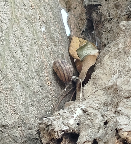 Chocolate-band Snail