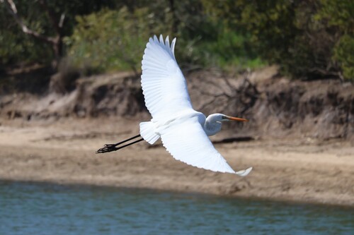 iNaturalist image