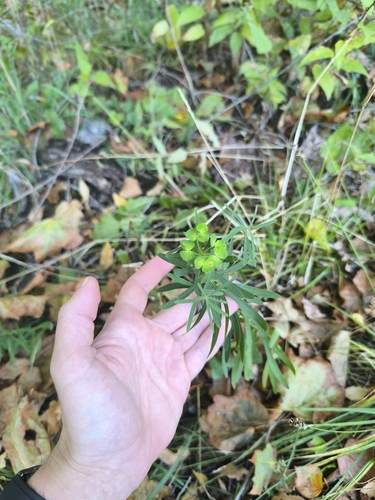 Наблюдение на iNaturalist