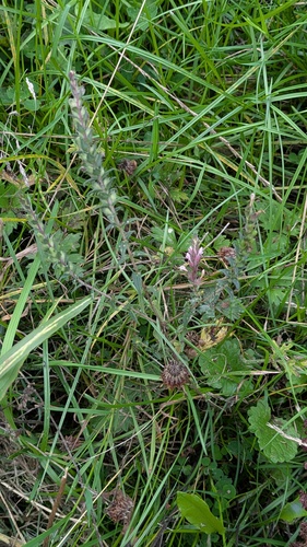 Odontites vernus, photograph 6