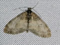 Lobophora halterata