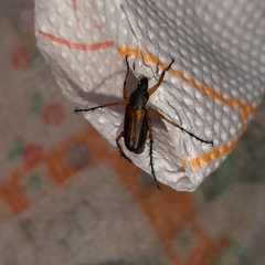 Macrodactylus solisi