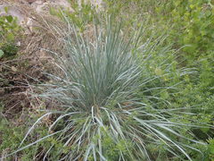 Elymus arizonicus