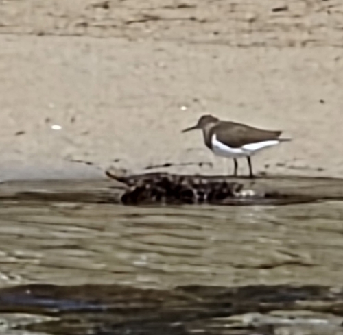 iNaturalist image