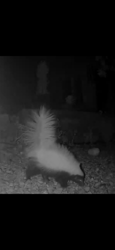 American Hog-nosed Skunk