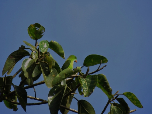 Vernal Hanging-Parrot