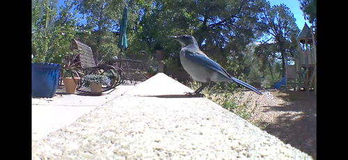 Woodhouse's Scrub-Jay