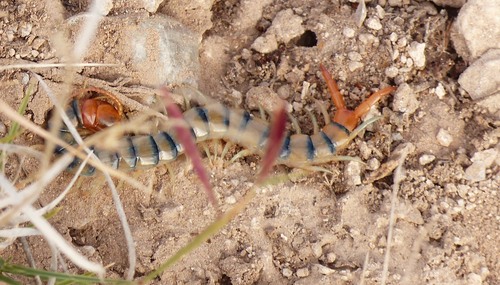 Common Desert Centipede
