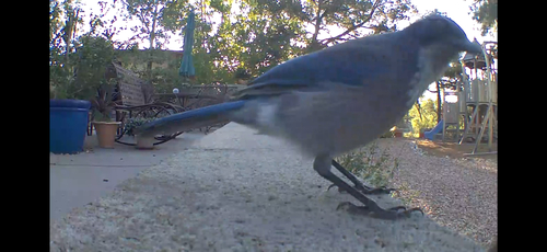 Woodhouse's Scrub-Jay