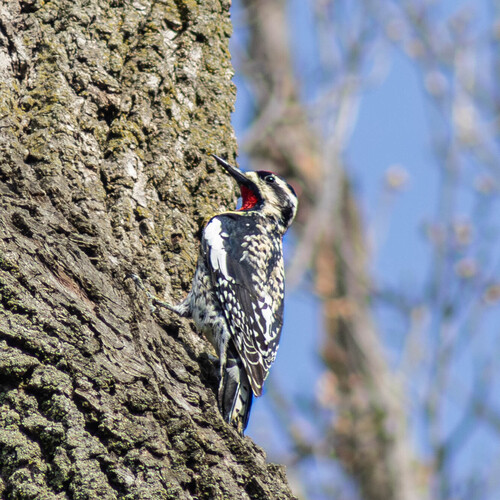 Yellow-bellied Sapsucker