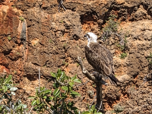 iNaturalist image
