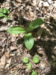 Clintonia