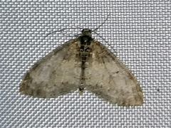 Lobophora halterata
