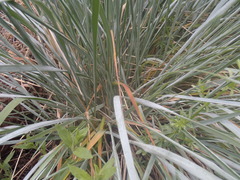 Elymus arizonicus