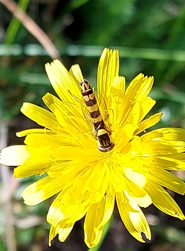 Common Globetail