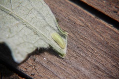 Syrphidae