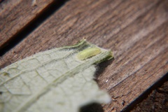 Syrphidae