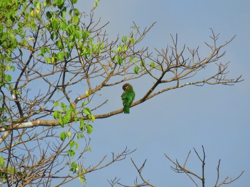 White-cheeked Barbet