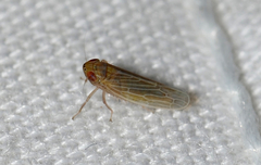 Graminella plana