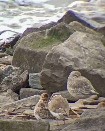 iNaturalist image