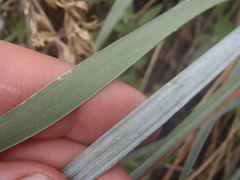 Elymus arizonicus