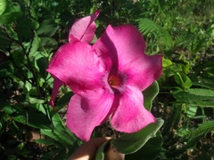 Mandevilla illustris