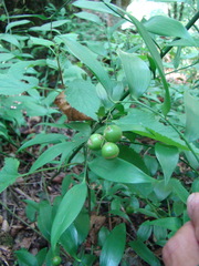 Danae racemosa