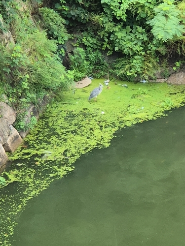 iNaturalist image