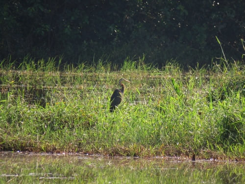 iNaturalist image